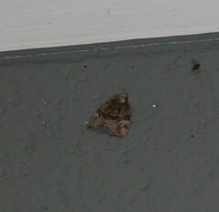 Lophothripa vitea