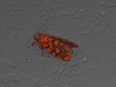 Miltochrista quadrilineata