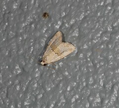 Maliattha amorpha