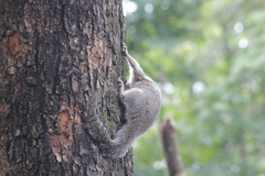 Heliosciurus gambianus