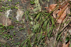 Sarcochilus ceciliae