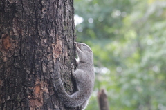 Heliosciurus gambianus