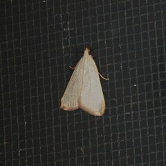 Hypsopygia albidalis