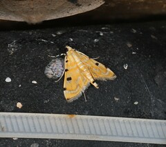 Notarcha