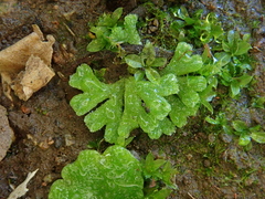 Riccia glauca