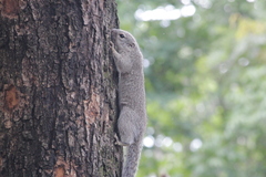 Heliosciurus gambianus