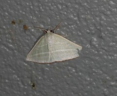 Oenochroma infantilis