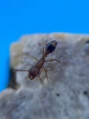 Tetramorium meridionale