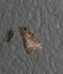 Otiophora clavifera