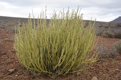 Kleinia longiflora