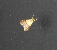 Tetracona amathealis