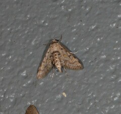 Parapoynx crisonalis