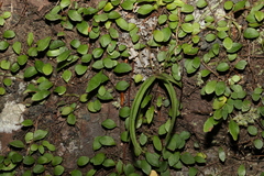 Sarcochilus ceciliae