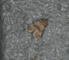 Parapoynx tenebralis