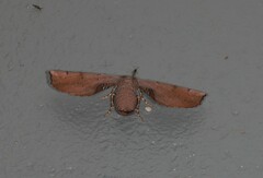 Parepisparis multicolora