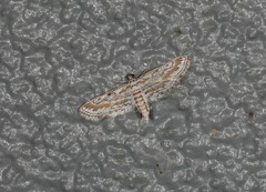 Parapoynx dentizonalis