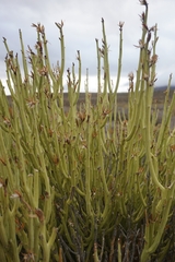 Kleinia longiflora