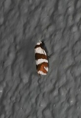 Prepocosma schalidota