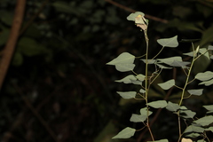 Homalanthus stillingiifolius