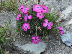 Dianthus pavonius