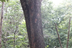 Heliosciurus gambianus