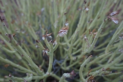 Kleinia longiflora