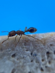 Tetramorium meridionale