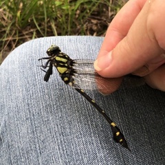 Ictinogomphus pertinax