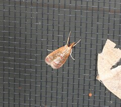 Syntonarcha iriastis