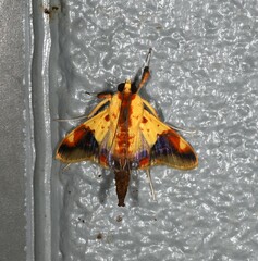 Tetracona pictalis