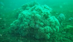 Dendronephthya australis