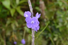Stachytarpheta urticifolia