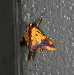 Tetracona pictalis