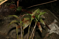 Dendrobium gracilicaule