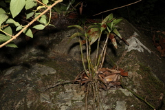 Dendrobium gracilicaule