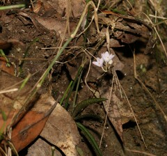 Sarcochilus ceciliae