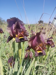 Iris atropurpurea