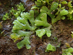 Riccia glauca