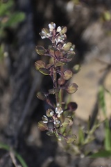 Lepidium nitidum