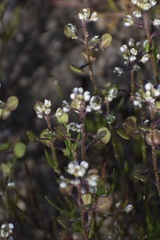 Lepidium nitidum