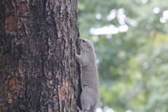 Heliosciurus gambianus