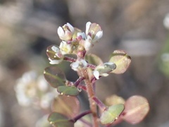 Lepidium nitidum