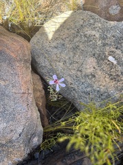 Pelargonium laevigatum oxyphyllum