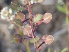 Lepidium nitidum