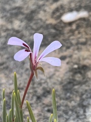 Pelargonium laevigatum oxyphyllum