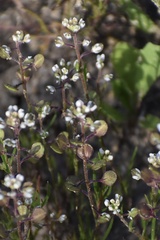 Lepidium nitidum
