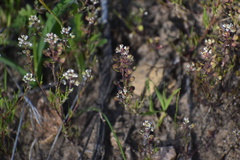 Lepidium nitidum