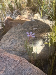 Pelargonium laevigatum oxyphyllum