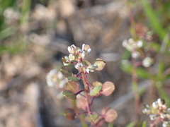 Lepidium nitidum