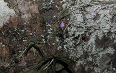 Sarcochilus ceciliae